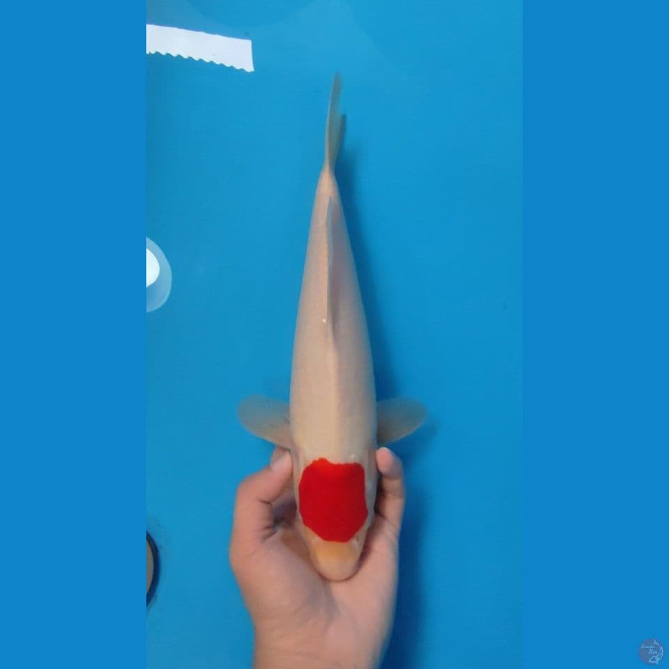 TC KOHAKU ORIGINAL 34CM - MALE