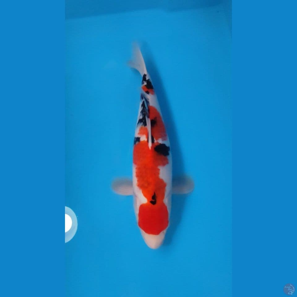 KOROMO SANKE HQ 43CM - FEEMALE