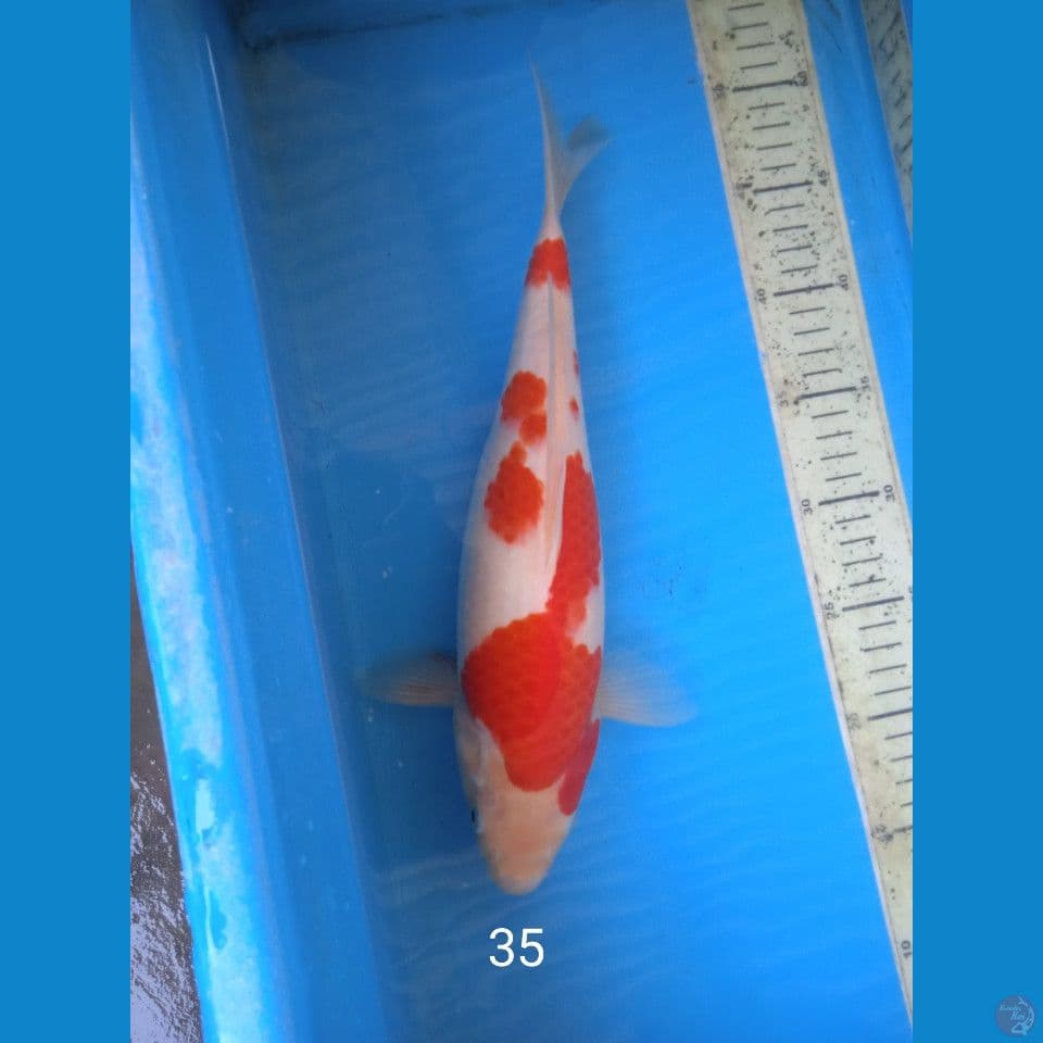 kohaku 35cm Female