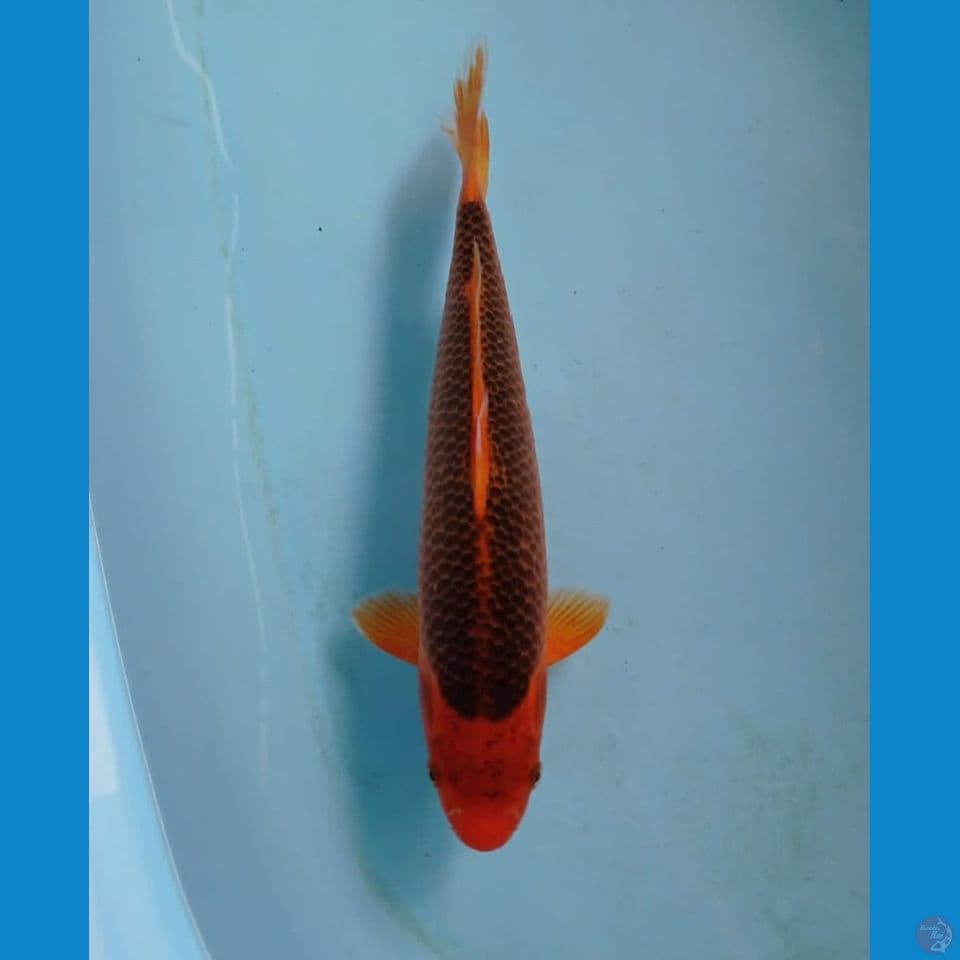 aka madsuba, 30 cm
