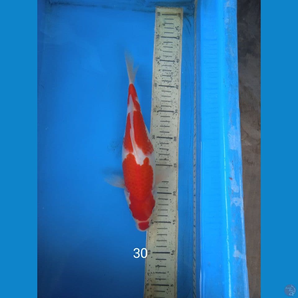 kohaku 30cm F