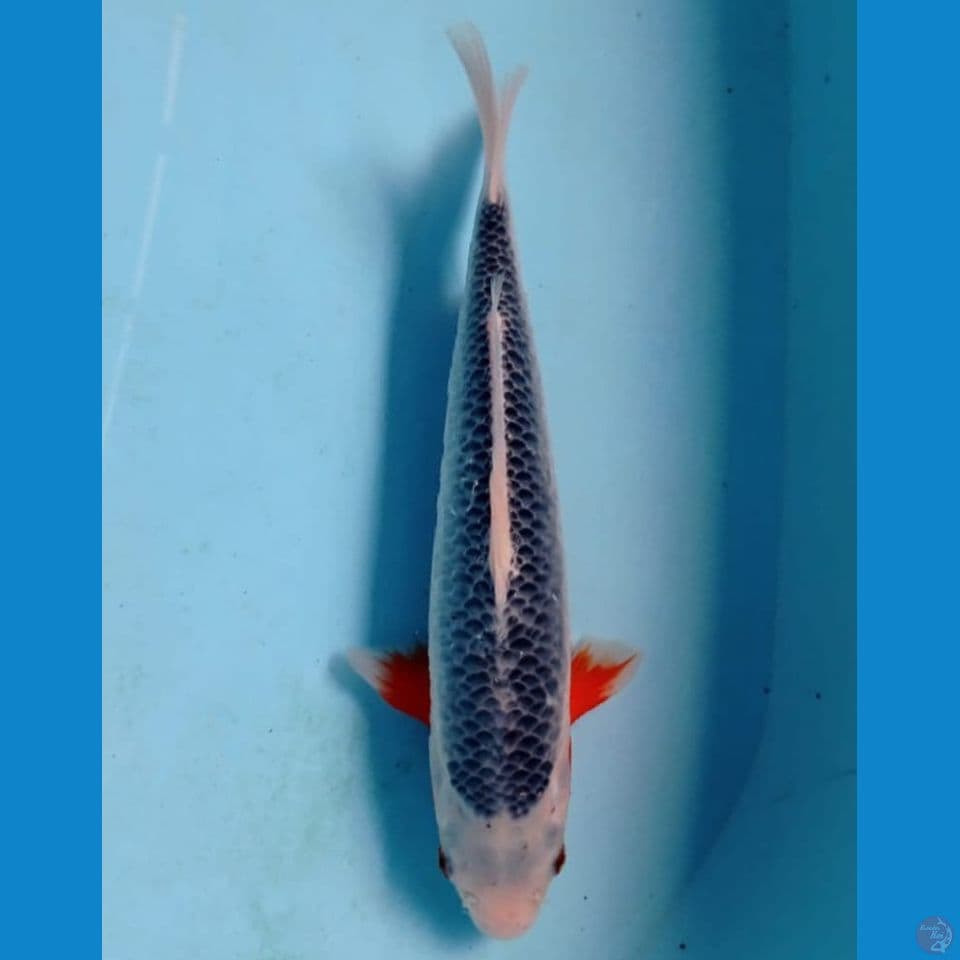 asagi, 30 cm