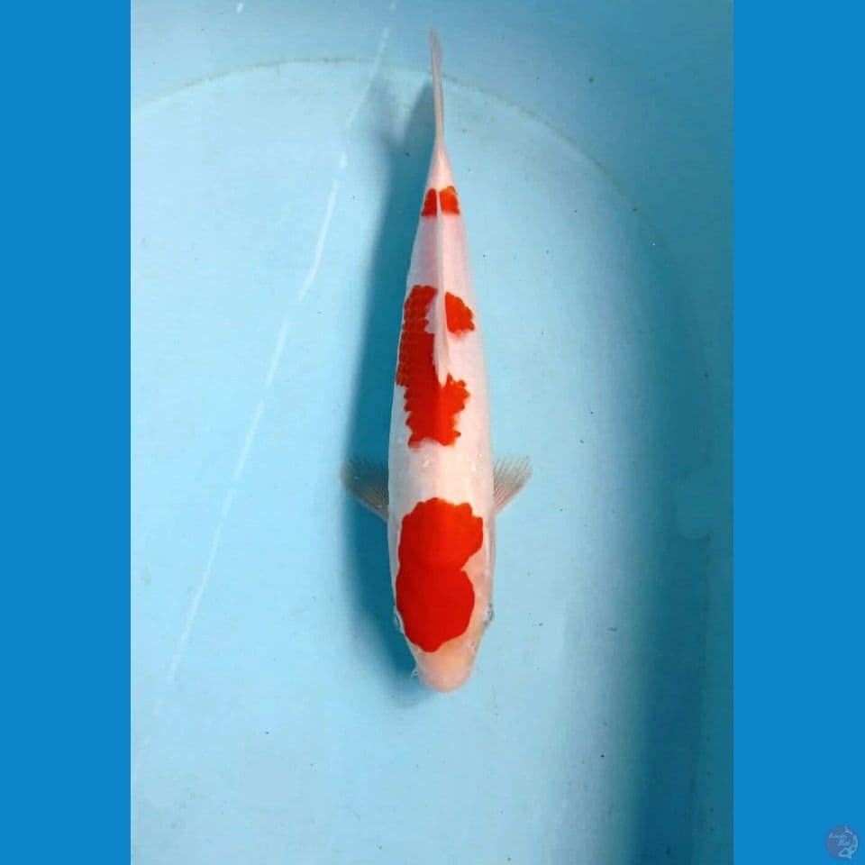 kohaku, 28 cm