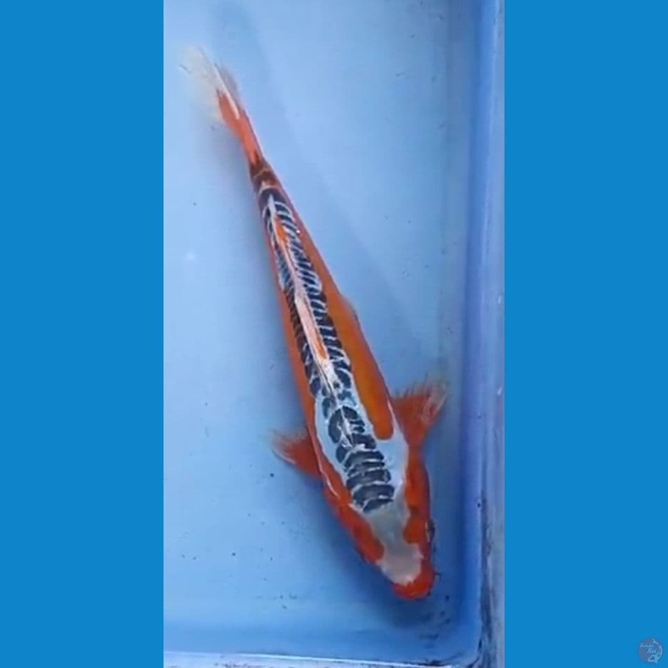 F1 KONISHI MALE
