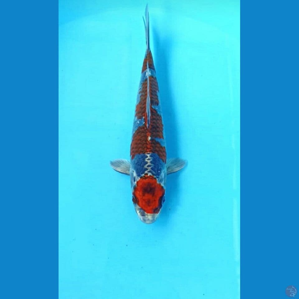 Beni ginga 21cm
