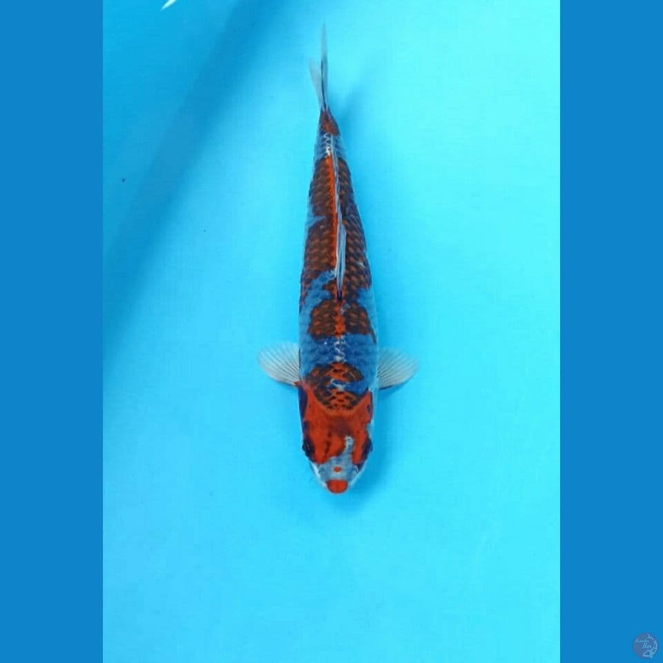 Beni ginga 30cm