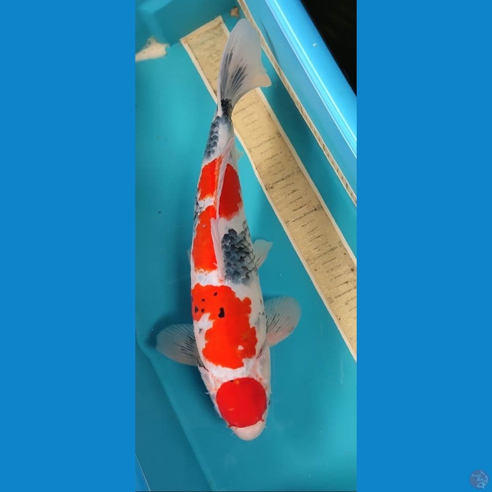 Maruten showa 40 cm jantan