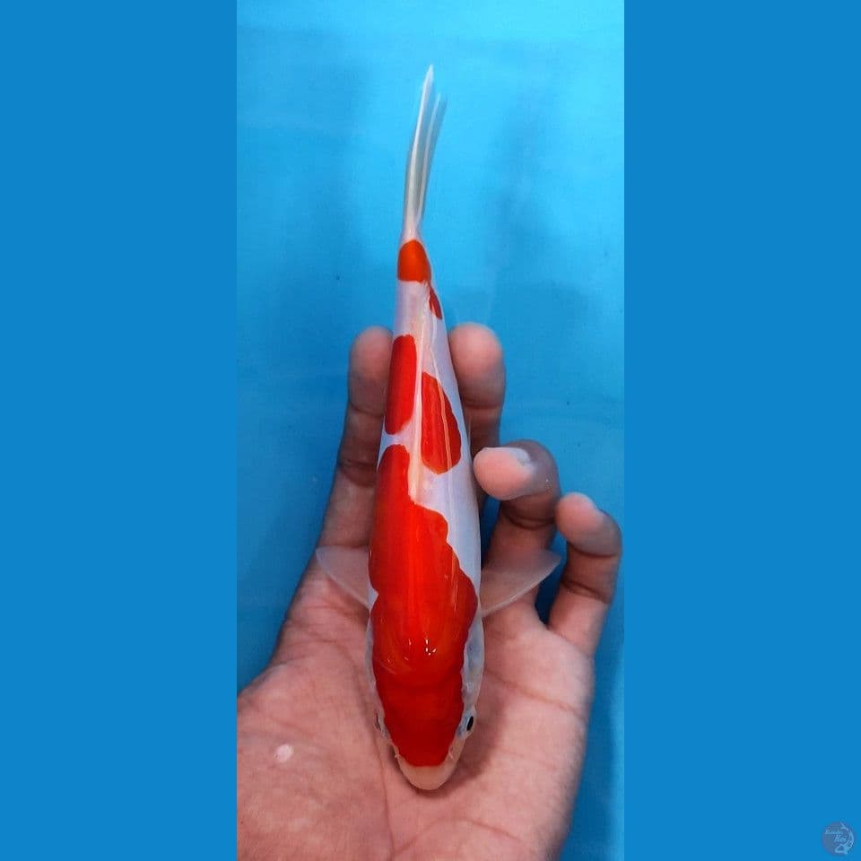 Kohaku doitsu SQ 18 cm original