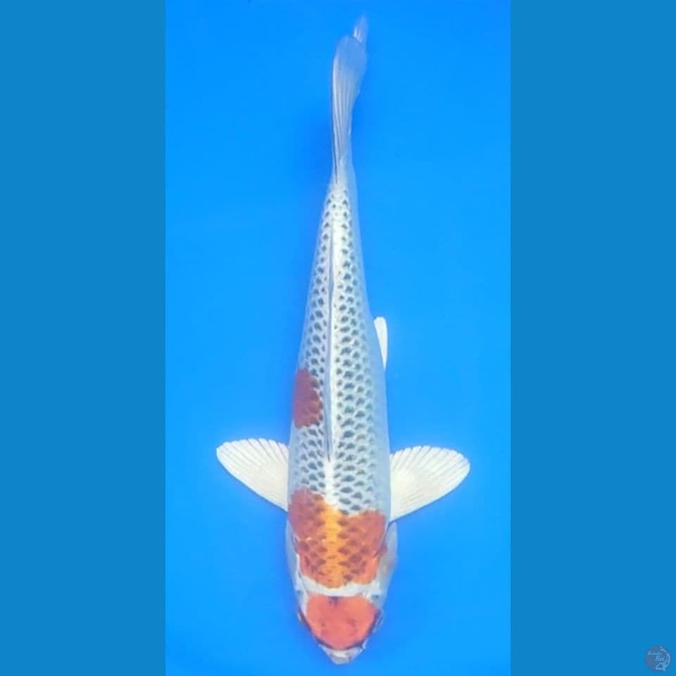 maruten kojaku