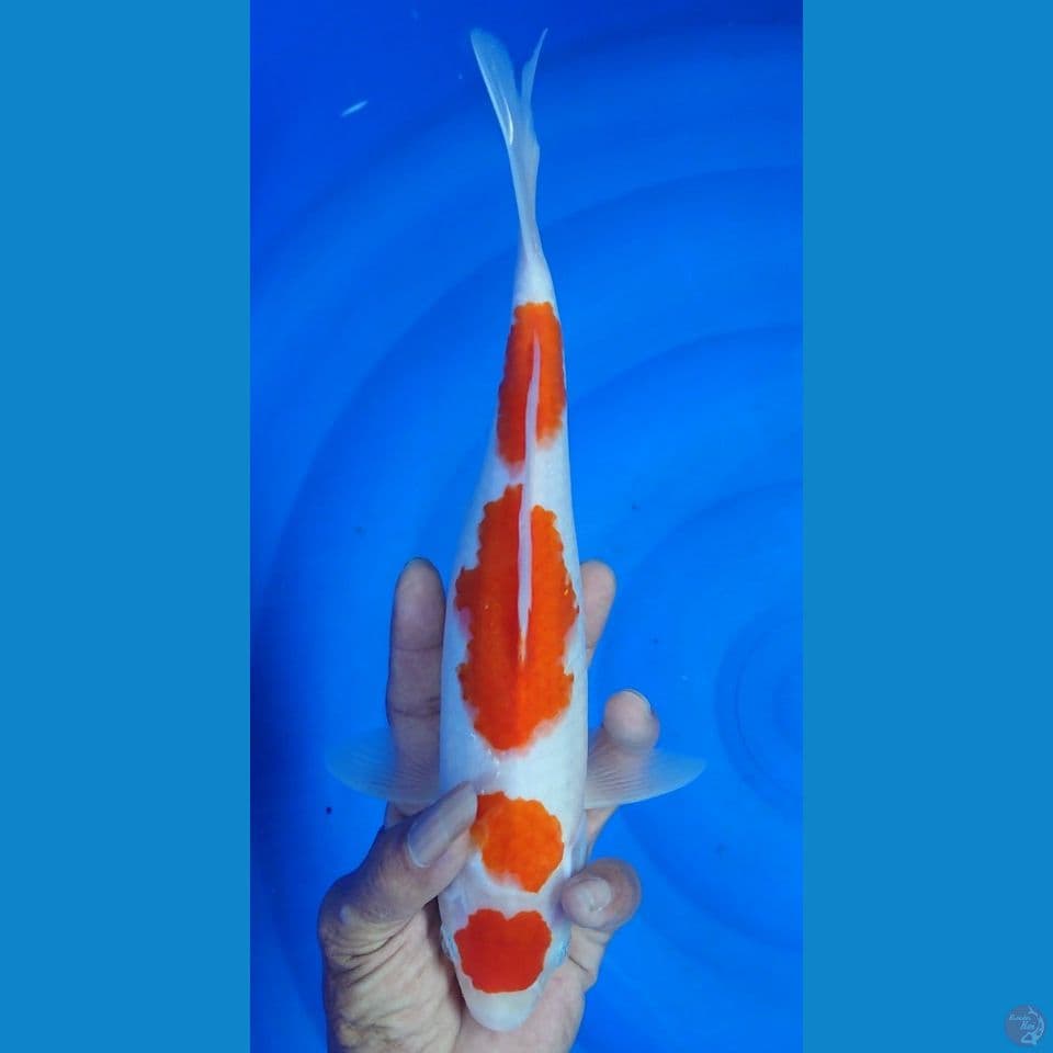 original maruten kohaku