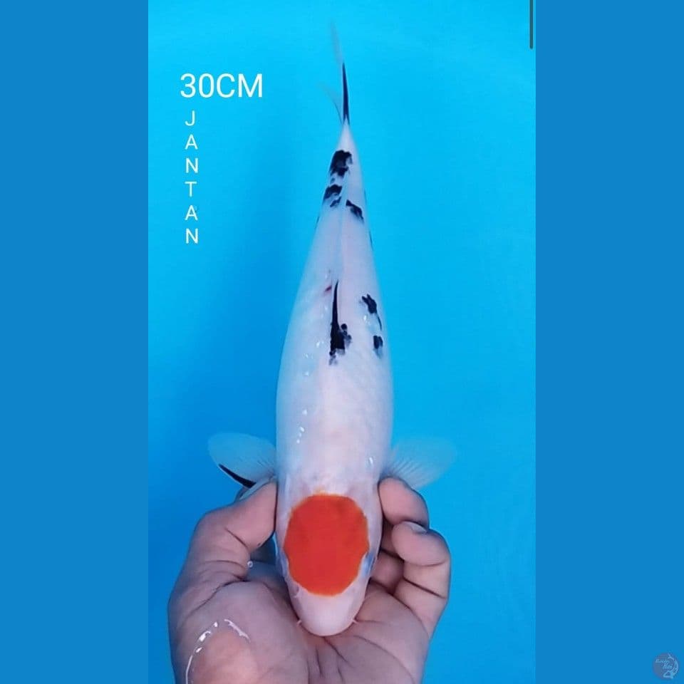 TANCHO SANKE 30CM JANTAN