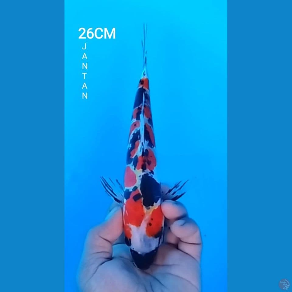 DOITSU SHOWA 26CM JANTAN