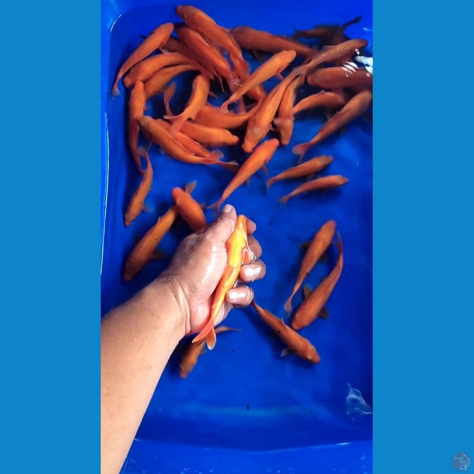 Benigoi mix Akahajiro Tembus perut 35ekor