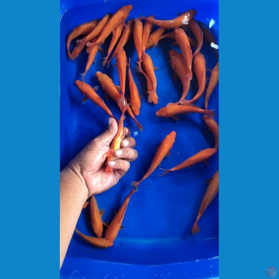 Benigoi mix Akahajiro Tembus perut 35ekor