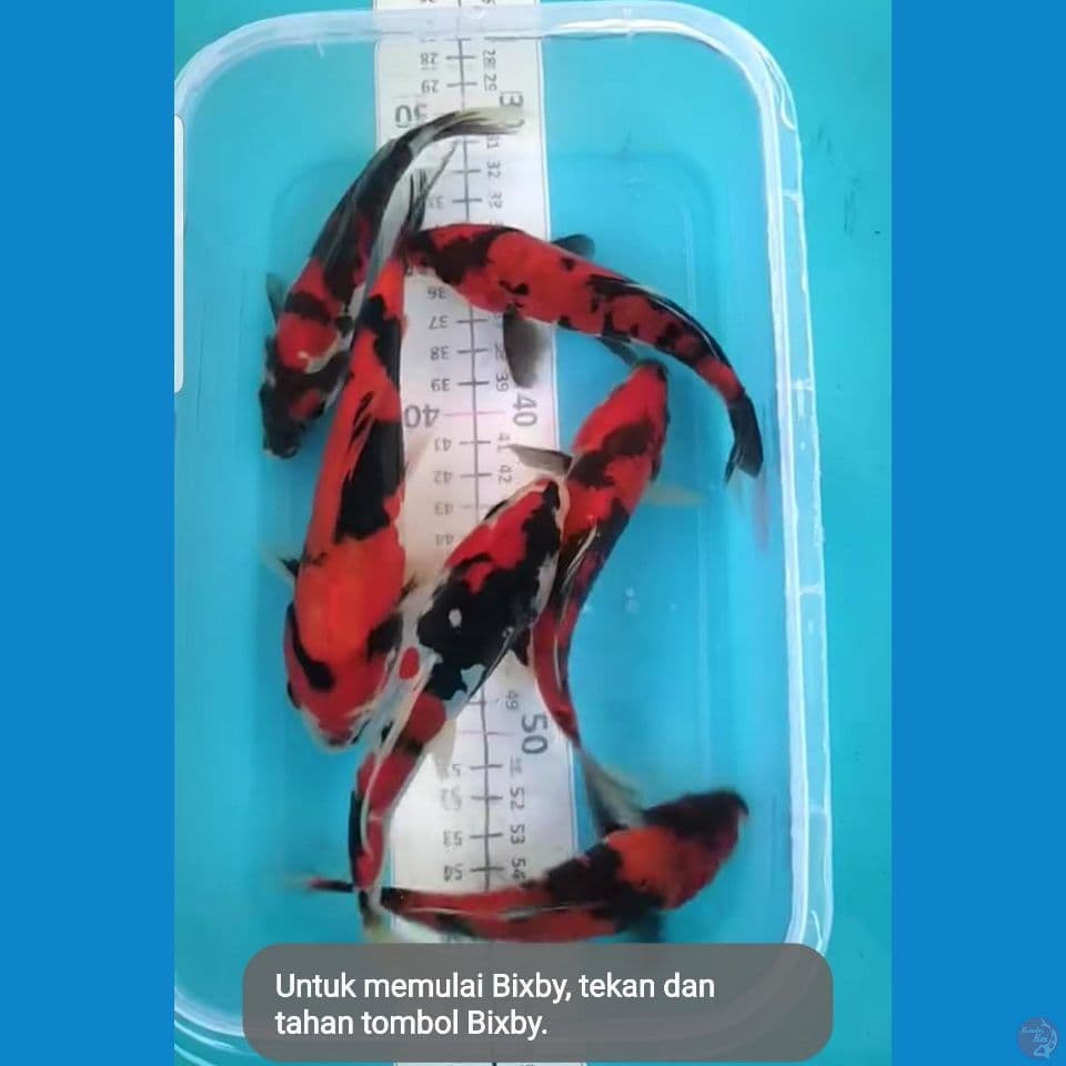 Doitsu Showa Bahan Naruto 6ekor
