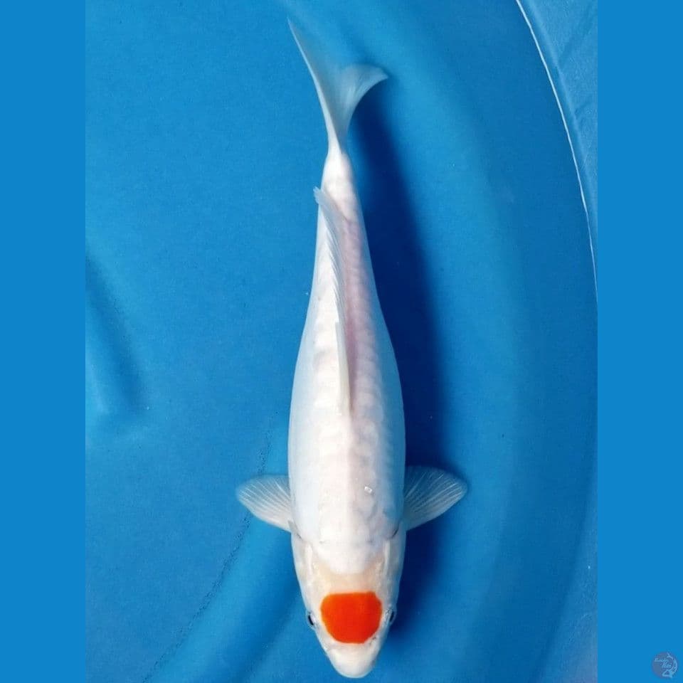 TANCHO 34 CM