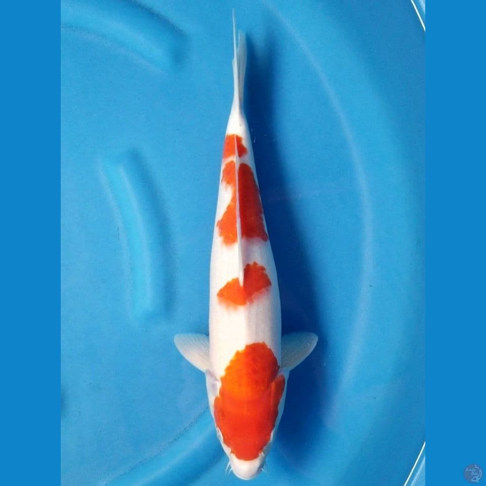 KOHAKU 38 CM