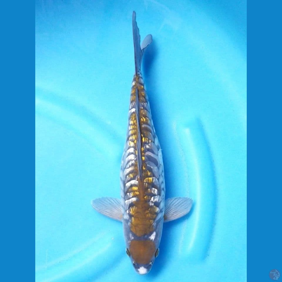 MARUTEN ARAGOKE 34 CM