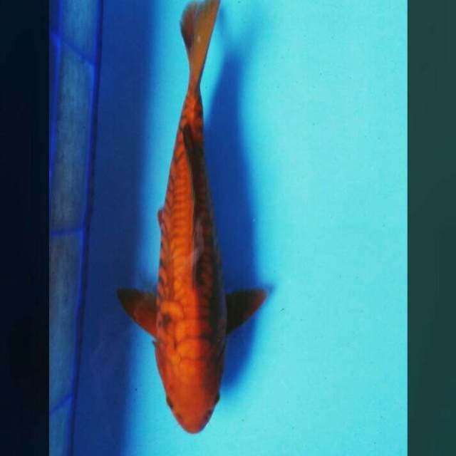Chagoi tembaga 36cm male