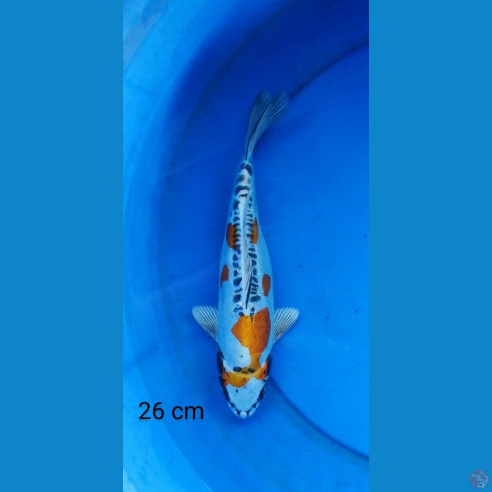kiko 26 cm