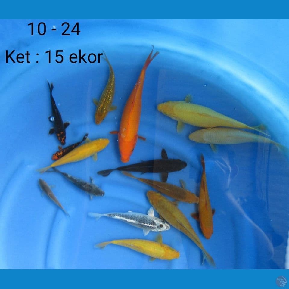 10-24cm . Paket hemat 15ekor