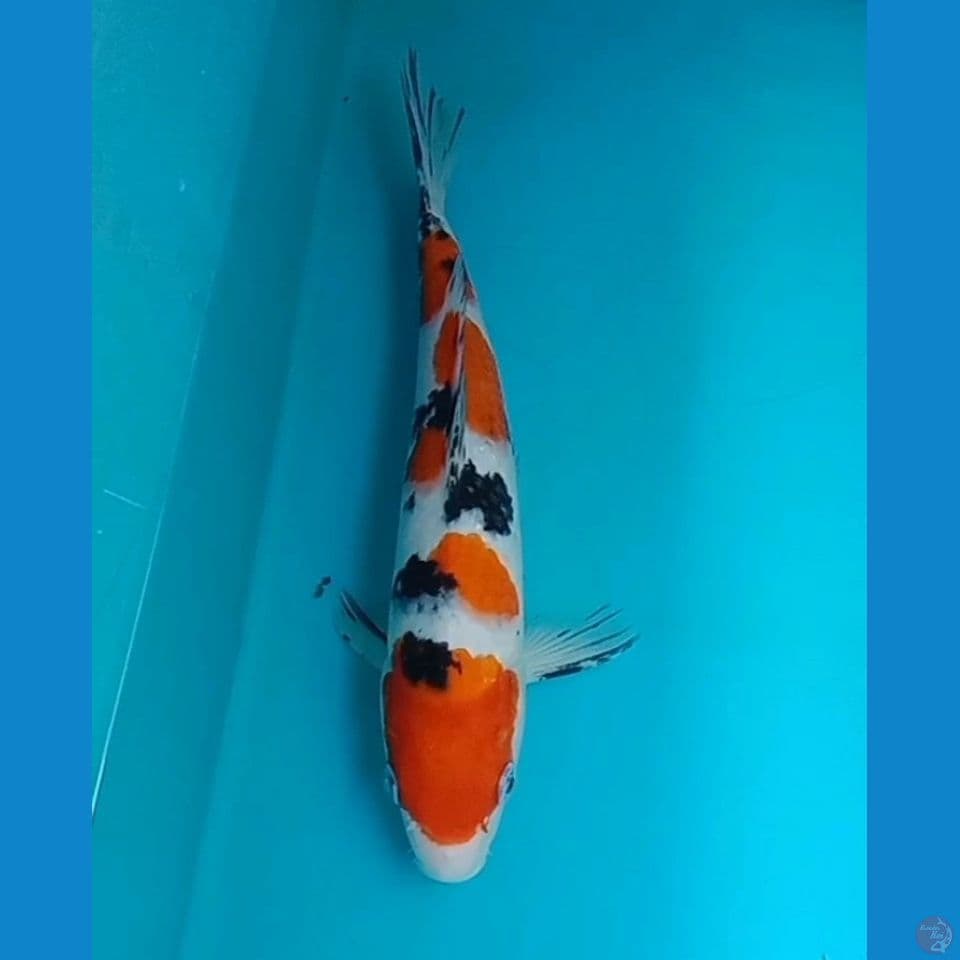 SANKE 28cm