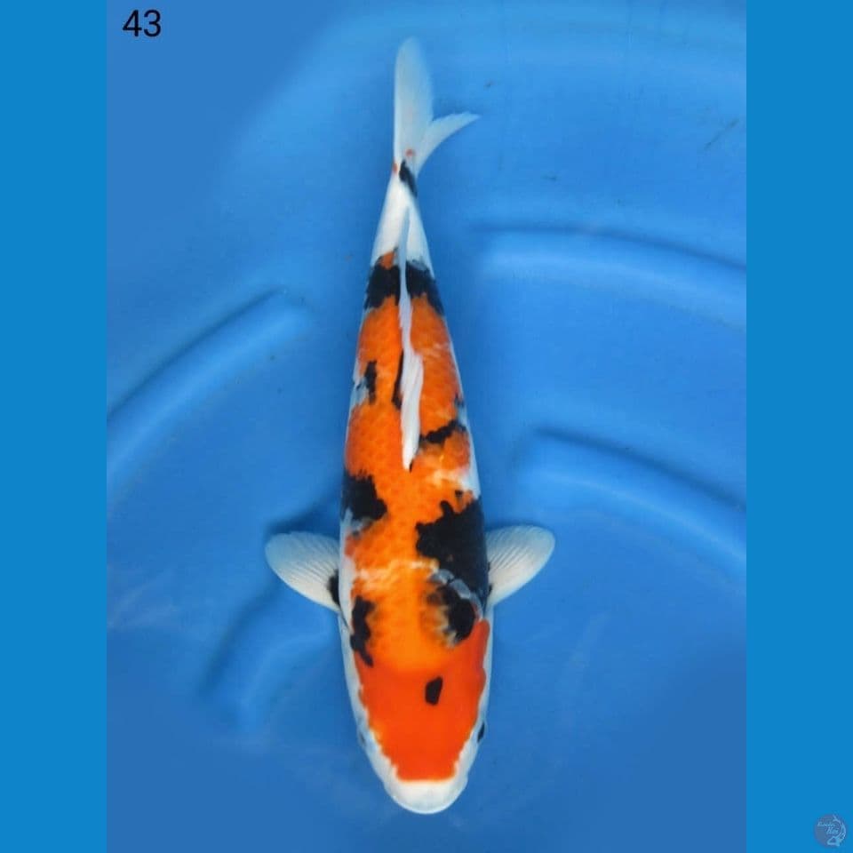 43cm - fml Showa F1