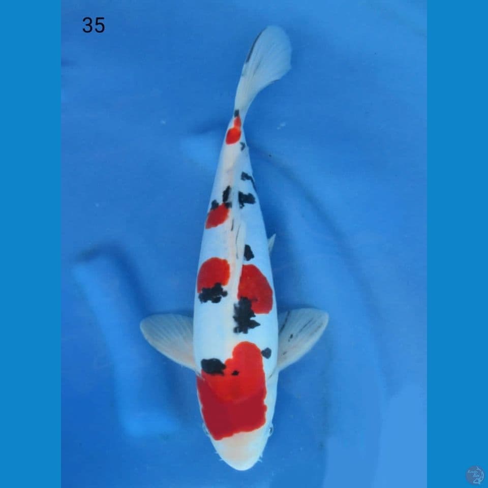 35cm - Sanke Doitsu SQ