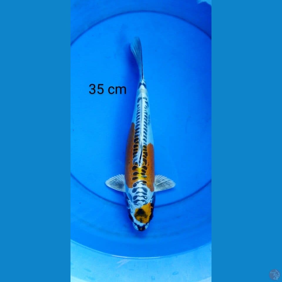 kiko 35 cm