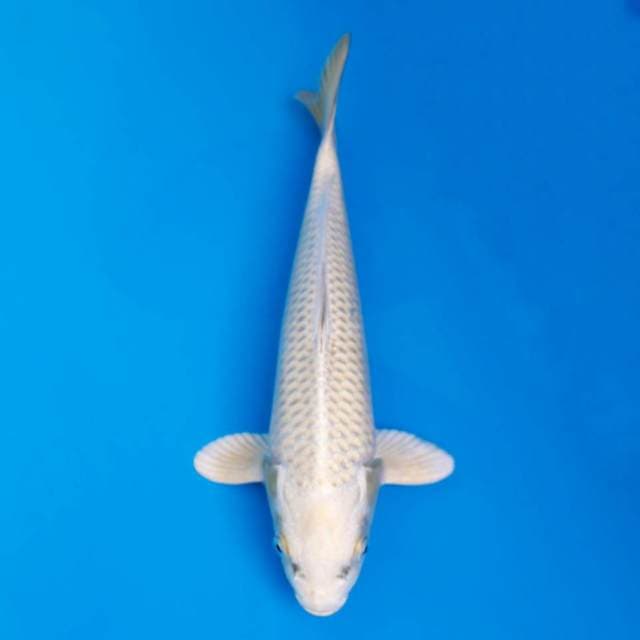 Mukashi