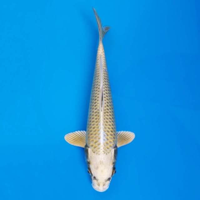Mukashi