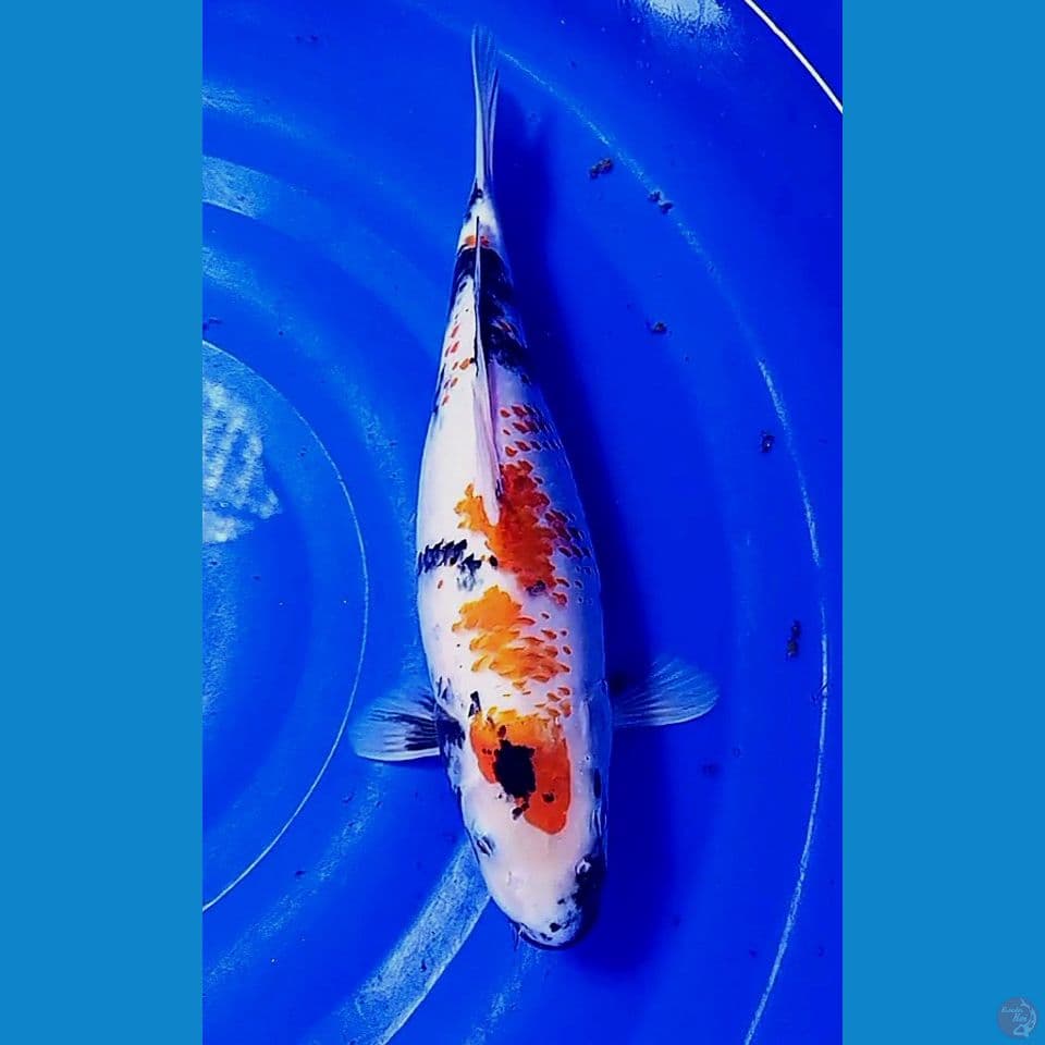 35 cm jumbo kanoko