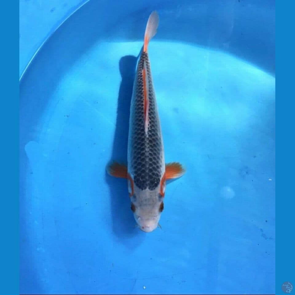 asagi 25cm