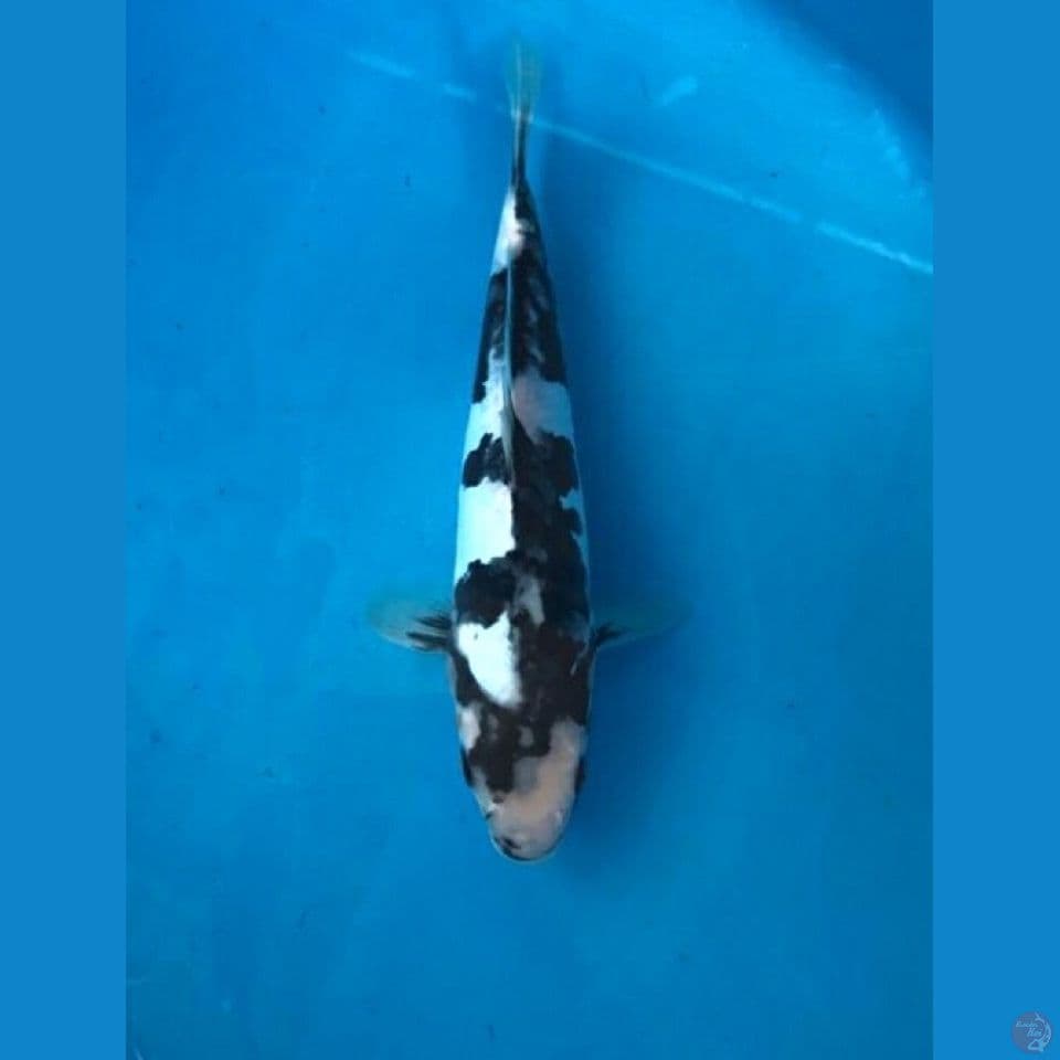 shiro doitsu 25cm