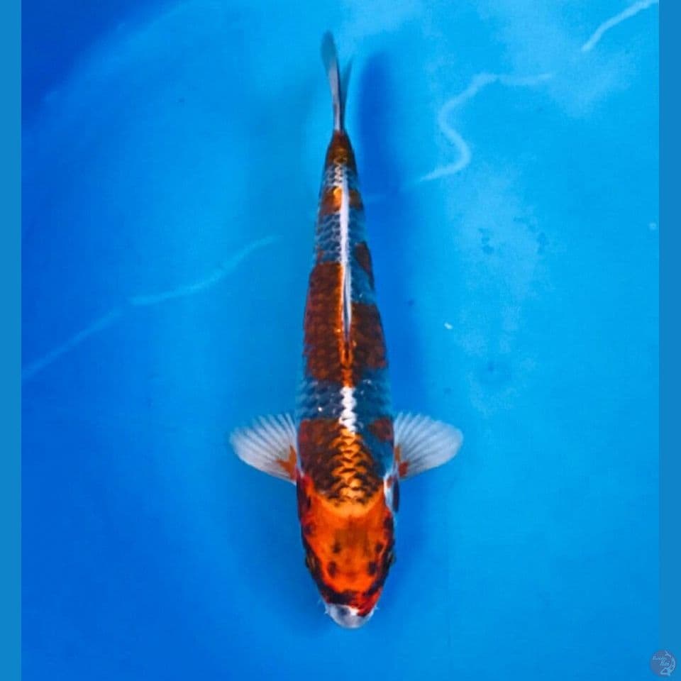 beni gingga 25cm