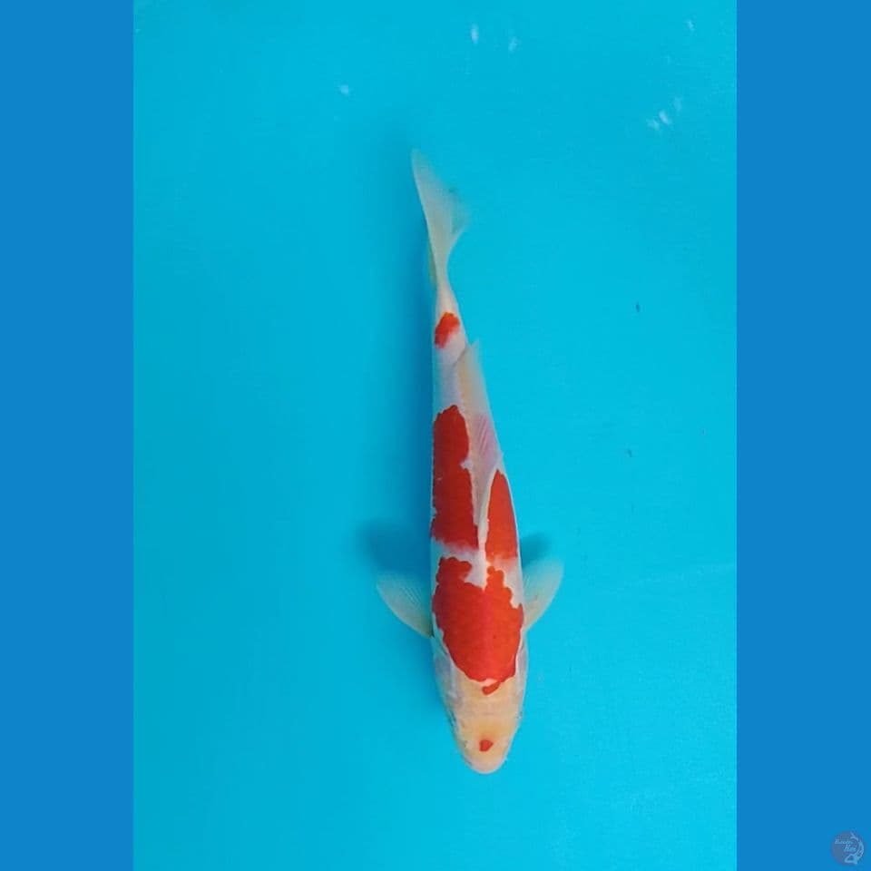 kohaku size : 27 cm m