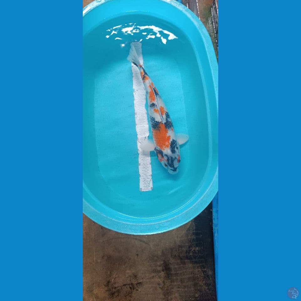 kin showa 50 cm female