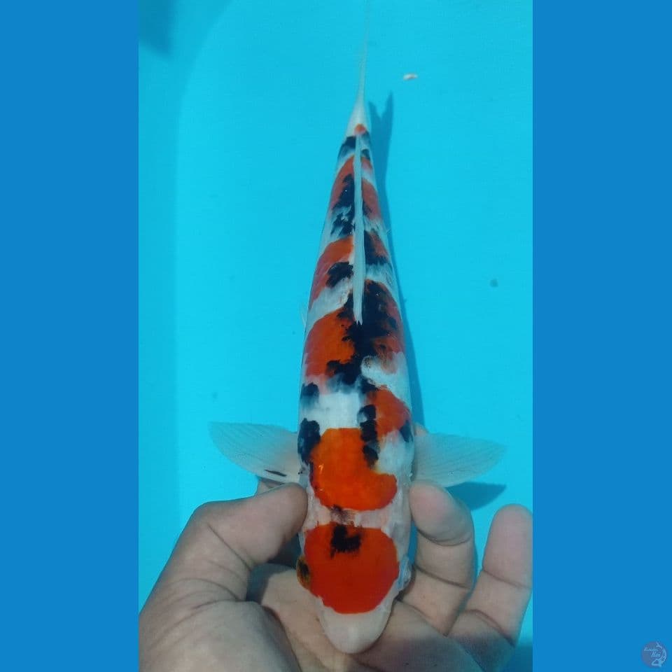 MARUTEN 29