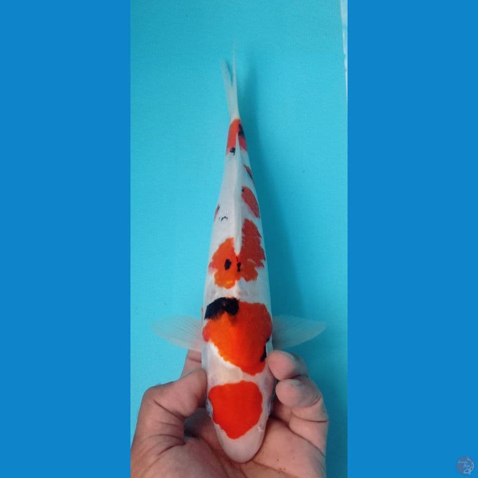 showa maruten tategoi 31