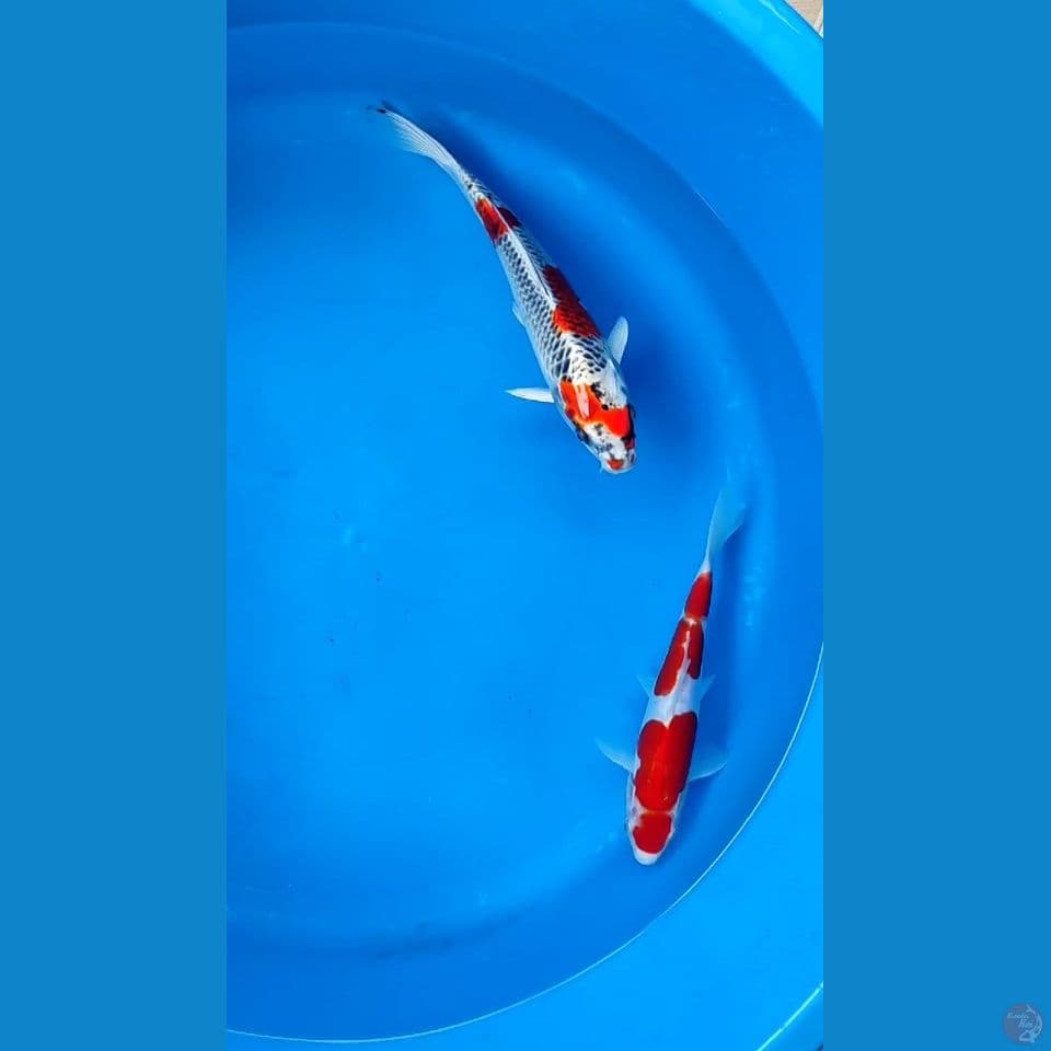 Paket 2 ekor Kujaku dan kohaku Doitsu 30cm male