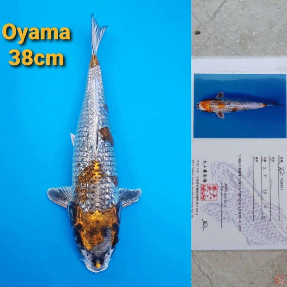 OYAMA KAWARI GINRIN 38CM SERTI