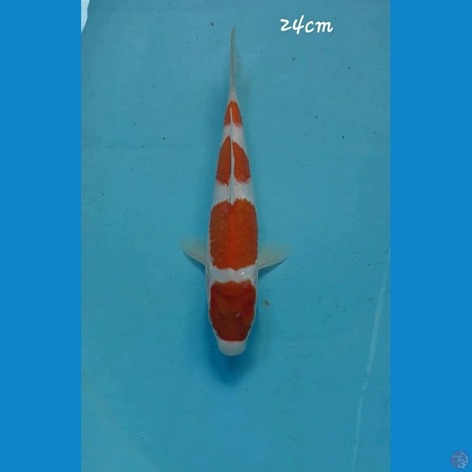 Kohaku 24cm