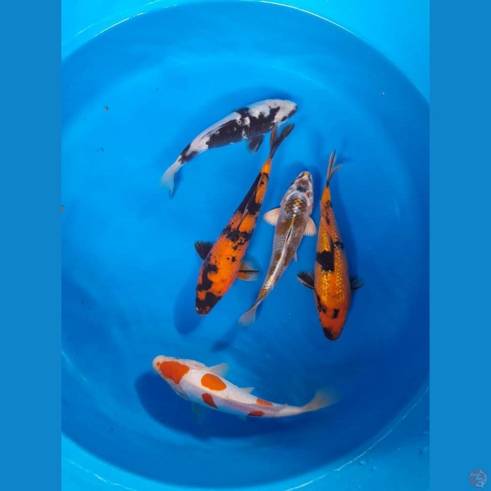 mix 20-25cm