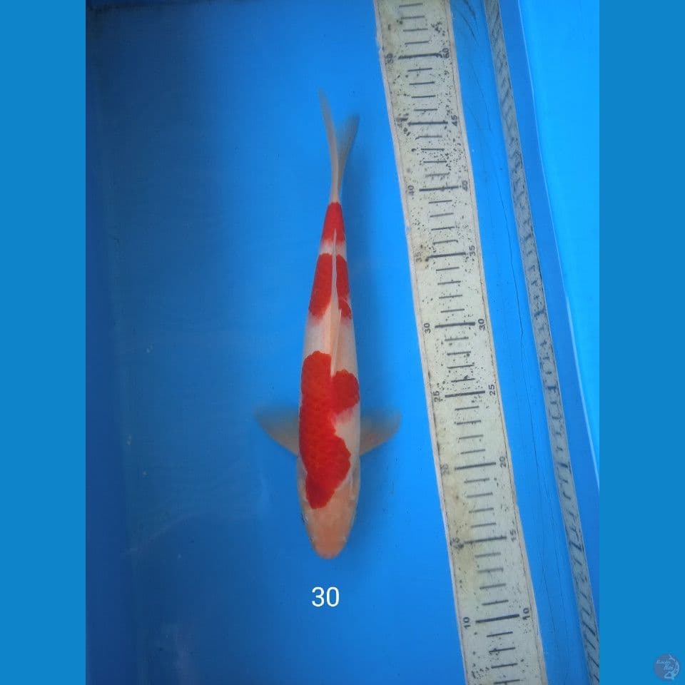 kohaku 30cm