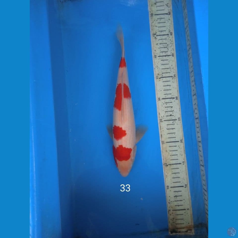 kohaku 33cm