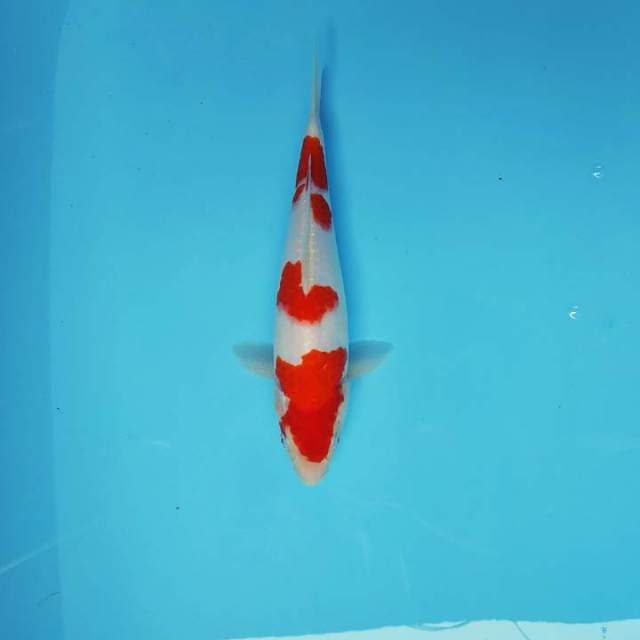 SAITAMA 7 ~ KOHAKU 4 STEPS,-