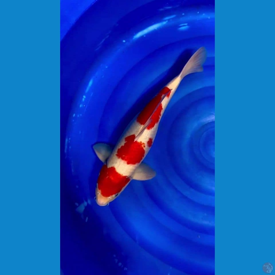 KOHAKU ORIGINAL AKF MALE STRONG 50BU