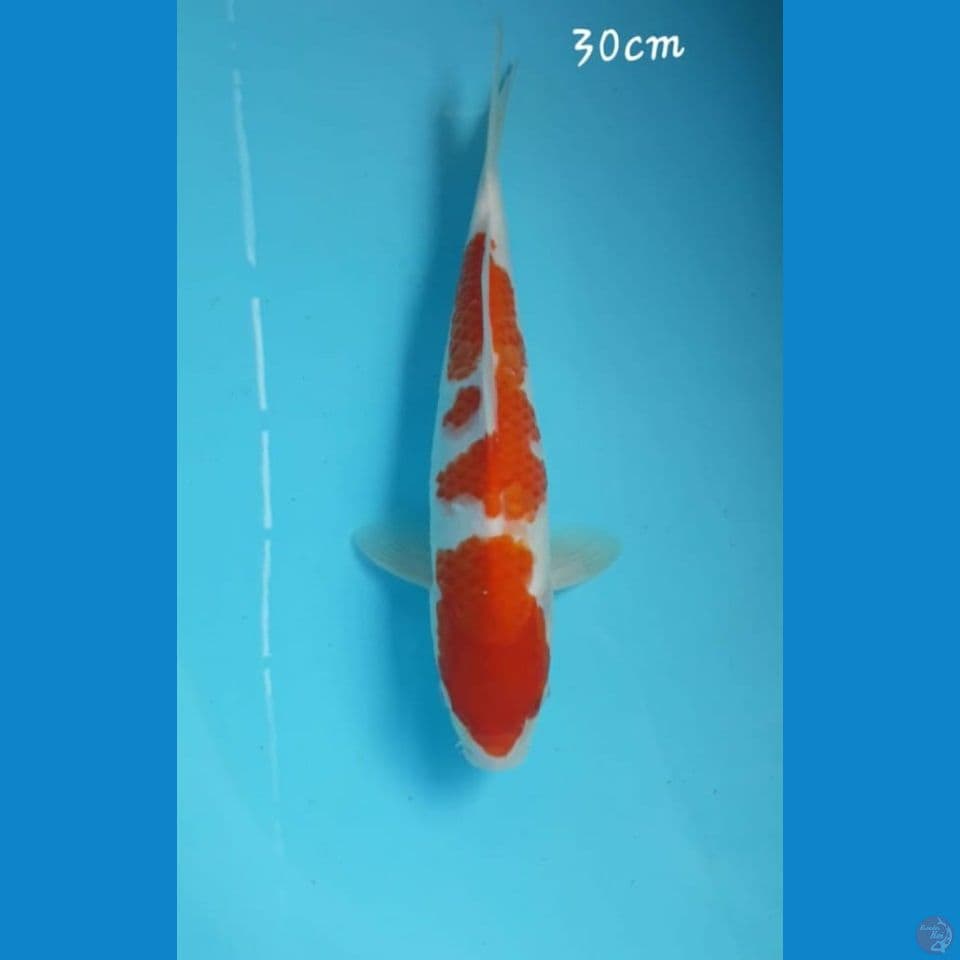 Kohaku 30cm