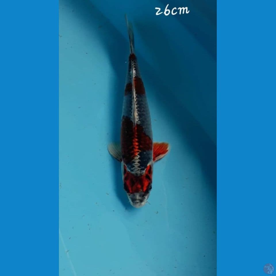 Beni ginga 26cm