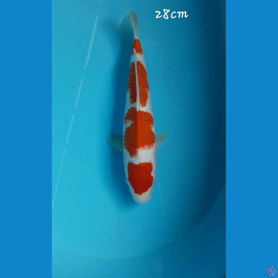 Kohaku 28cm